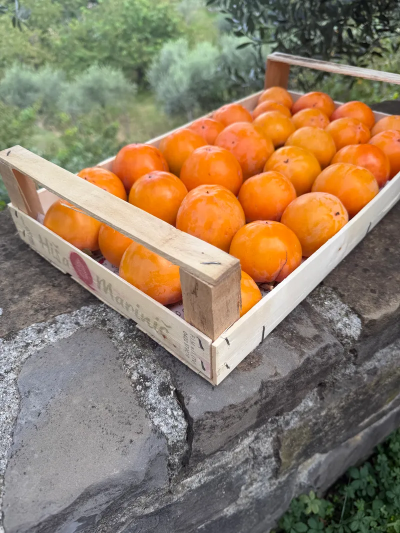 Kaki za sušenje (neumeden)