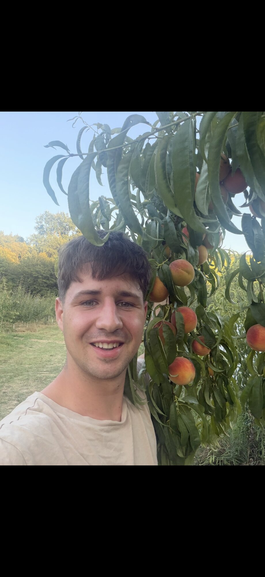Obiranje breskev v sadovnjaku Hiše Marinič