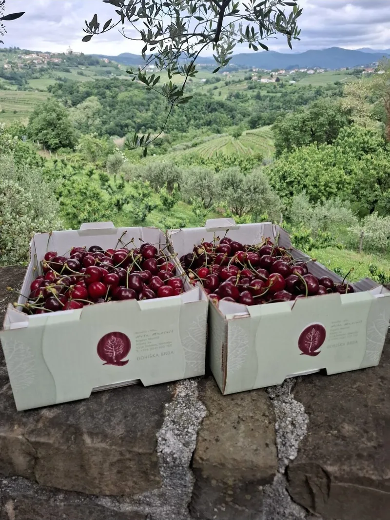 Briške češnje, Hiša Marinič