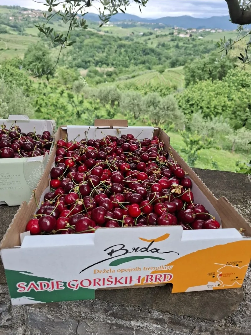 Briške češnje, Hiša Marinič