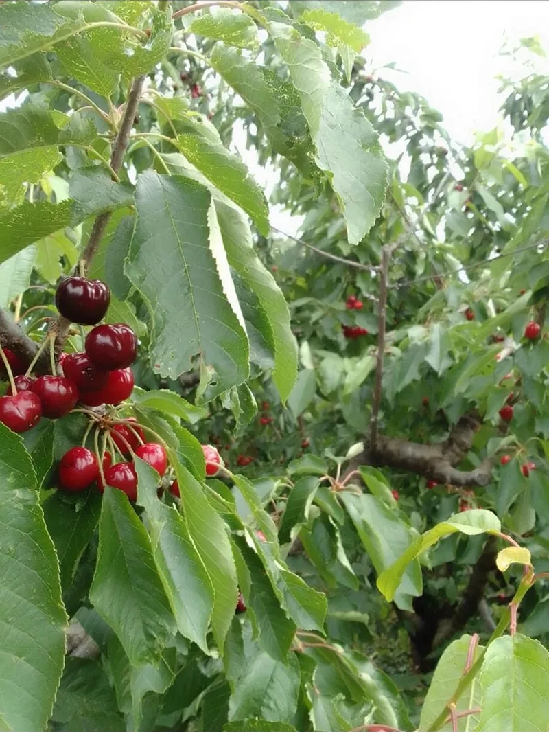 Briške češnje, Hiša Marinič