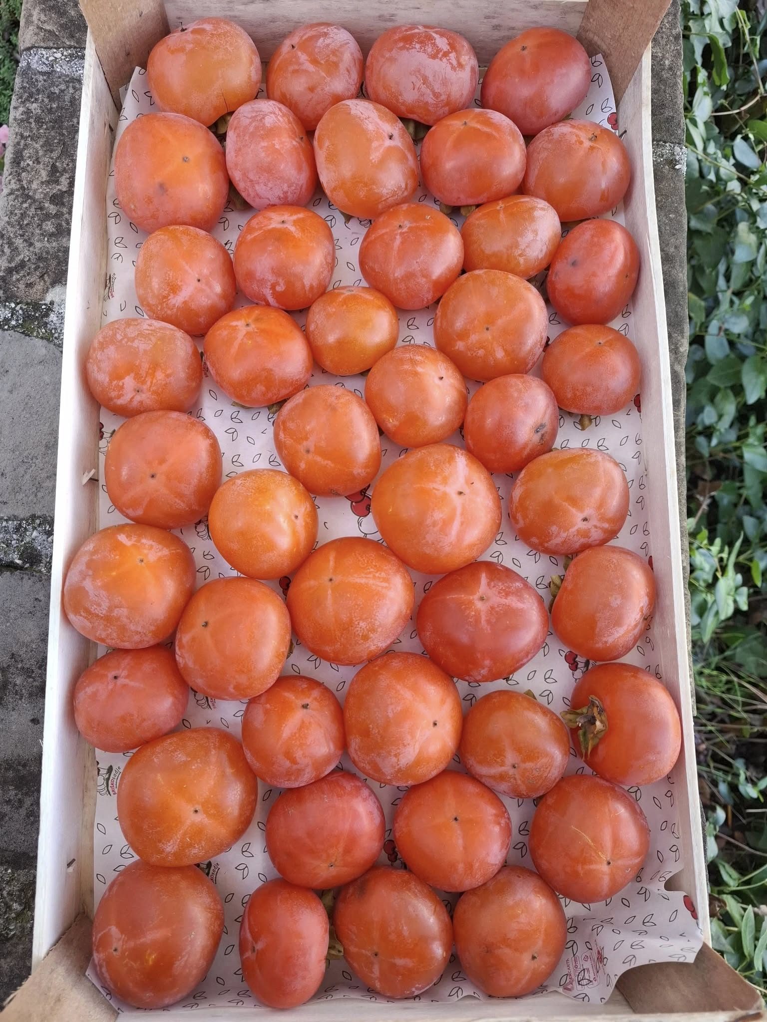 Kaki, Hiša Marinič