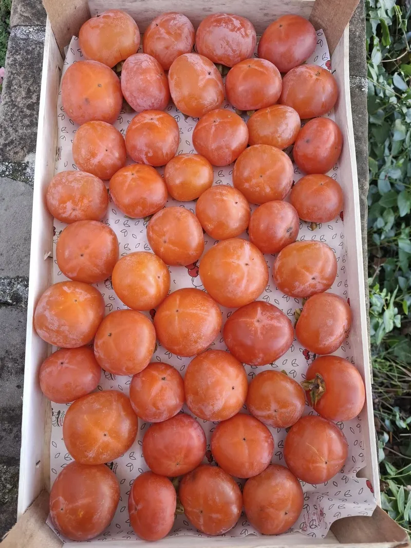 Kaki, Hiša Marinič