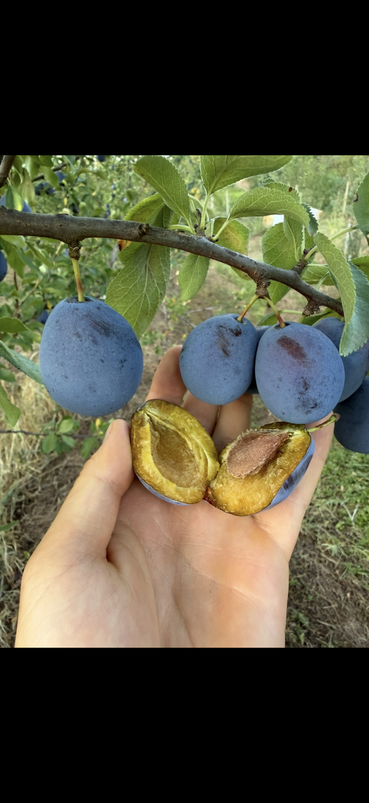 slive (1 kg, 2 kg, 5 kg) slive (1 kg, 2 kg, 5 kg)